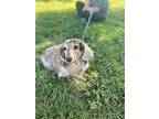 Freckles Lane, Dachshund For Adoption In Humble, Texas