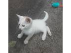 Wood, Domestic Shorthair For Adoption In Warner Robins, Georgia