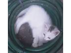 Miss Tea, Domestic Shorthair For Adoption In Warner Robins, Georgia