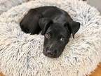 Bowser, Labrador Retriever For Adoption In Cumming, Georgia
