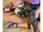 Scrump, Domestic Shorthair For Adoption In Haslett, Michigan