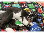 Thin Mint, Domestic Shorthair For Adoption In Fayetteville, Arkansas