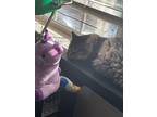 Zane, Domestic Longhair For Adoption In Madisonville, Louisiana