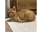 Marmalade, Domestic Shorthair For Adoption In Shawnee Mission, Kansas