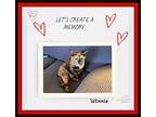Winnie & Newt - Southern Bells, Domestic Shorthair For Adoption In Snow Camp