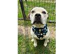Daniel, American Staffordshire Terrier For Adoption In Littleton, Colorado
