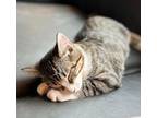 Gizmo, Domestic Shorthair For Adoption In Silverton, Oregon