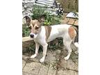 Lawanda, Rat Terrier For Adoption In West Chicago, Illinois