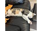 Marshmallow, Domestic Shorthair For Adoption In Matthews, North Carolina