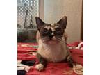 Mamacita, Siamese For Adoption In Austin, Texas
