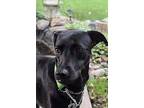 Bella, Labrador Retriever For Adoption In Richmond Hill, Ontario