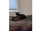 Starkist, Domestic Shorthair For Adoption In Pawtucket, Rhode Island