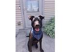 Barry, Labrador Retriever For Adoption In Detroit Lakes, Minnesota
