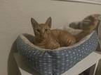 Garfield, American Shorthair For Adoption In Denver, Colorado