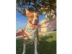 Gema, Terrier (unknown Type, Medium) For Adoption In Denver, Colorado