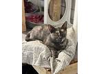Selina, Domestic Shorthair For Adoption In Bolton, Connecticut