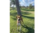 Duke, Labrador Retriever For Adoption In Revere, Massachusetts