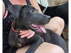 Luna, Labrador Retriever For Adoption In New Milford, Connecticut