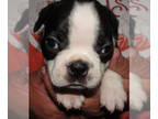Boston Terrier PUPPY FOR SALE ADN-833507 - Twilas litter This girl has BIG
