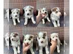 Siberian Husky PUPPY FOR SALE ADN-833476 - Siberian huskys for sale