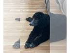 Poodle (Standard) PUPPY FOR SALE ADN-833412 - Akc female silver standard poodle