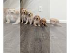 Golden Retriever PUPPY FOR SALE ADN-833175 - Beautiful AKC Golden Retriever