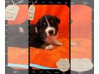 Australian Shepherd PUPPY FOR SALE ADN-833298 - Jo Jo litter