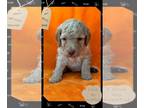 Double Doodle PUPPY FOR SALE ADN-833285 - Tillie