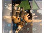 Olde English Bulldogge PUPPY FOR SALE ADN-833408 - Olde English Bulldogge