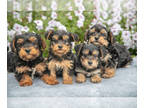 YorkiePoo PUPPY FOR SALE ADN-833219 - Cute and Cuddly YorkiePoo Puppies