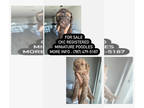 Poodle (Miniature) PUPPY FOR SALE ADN-833164 - 1 FEMALE 1 MALE