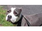 Adopt Mandi a Gray/Silver/Salt & Pepper - with White Boxer / Mixed Breed
