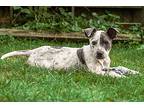 Kiefer, American Staffordshire Terrier For Adoption In Elmhurst, Illinois