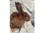 Harold, Cinnamon For Adoption In West Palm Beach, Florida