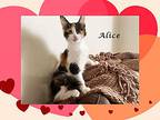 Baby Alice, Calico For Adoption In Monrovia, California