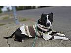 Darlene, Bull Terrier For Adoption In Vallejo, California