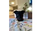 Greta, Labrador Retriever For Adoption In Hinesburg, Vermont
