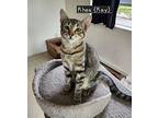 Rhea (ray), Tabby For Adoption In Duncan, British Columbia