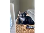 Kramer, Domestic Shorthair For Adoption In St Augustine, Florida