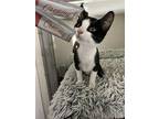 Jerry, Domestic Shorthair For Adoption In St Augustine, Florida