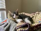George, Domestic Shorthair For Adoption In St Augustine, Florida
