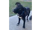 Smokey, Flat-coated Retriever For Adoption In Quinlan, Texas