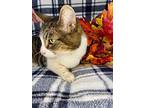 Peanut, Domestic Shorthair For Adoption In Wintersville, Ohio