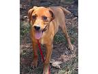 Spyder, Dachshund For Adoption In Jackson, Tennessee