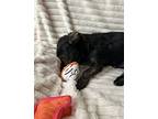 Mo, Dachshund For Adoption In Houston, Texas
