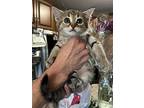 Bon Jovi, Domestic Shorthair For Adoption In Deerfield, Michigan