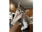 Axel Rose, Domestic Shorthair For Adoption In Deerfield, Michigan