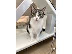Monica, Domestic Shorthair For Adoption In Truckee, California