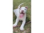 Sherman, American Pit Bull Terrier For Adoption In Warr Acres, Oklahoma