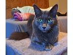 Princess (&buttercup), Domestic Mediumhair For Adoption In Sidney